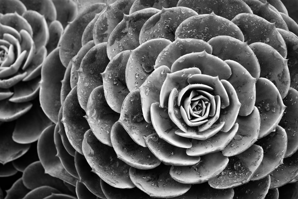 Nature background of succulent echeveria rosettes with raindrops in BW