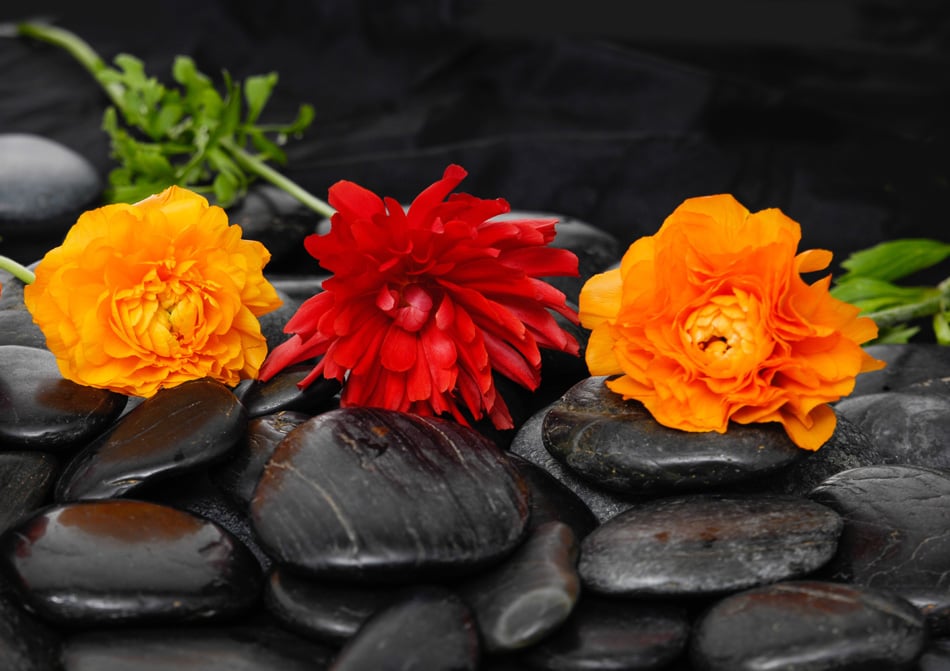 Three ranunculus flower with leaf on black stones