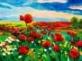 Opium poppy field in front of beautiful