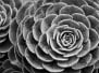 Nature background of succulent echeveria rosettes with raindrops in BW