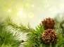 Pine Cones On Branches With Holiday Background