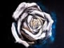 Original pastel drawing-White rose- Modern Art
