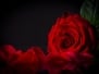 Natural Red Roses Background