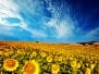 beautiful vibrant sunflowers in the soft morning light with blue sky and 
white