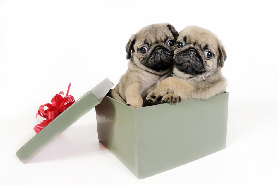 Two Pug Puppies In A Gift Box