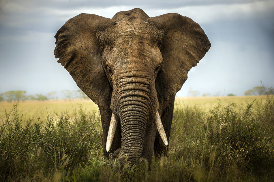Majestic Elephant frontal View in a meadow in Africa