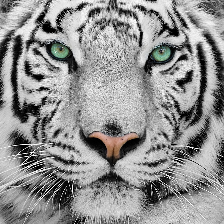 Big White Tiger Close - Up Portrait