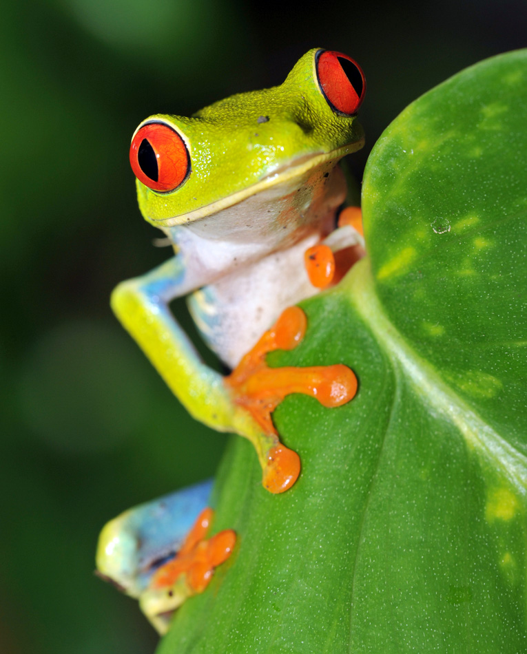 Red Eyed Green Tree Frog Looking - Costa Rica