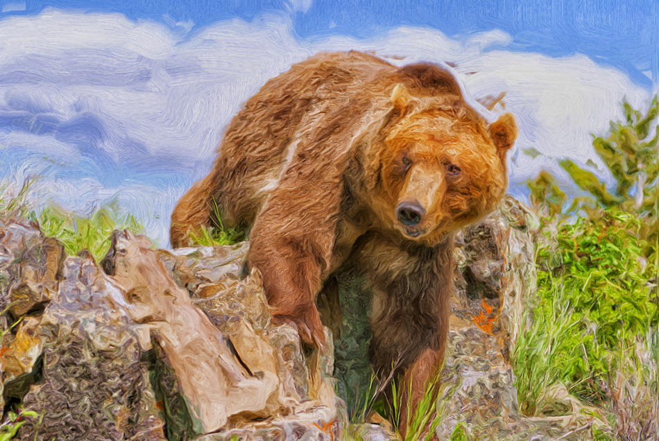 Large male grizzly bear crossing Montana ridge