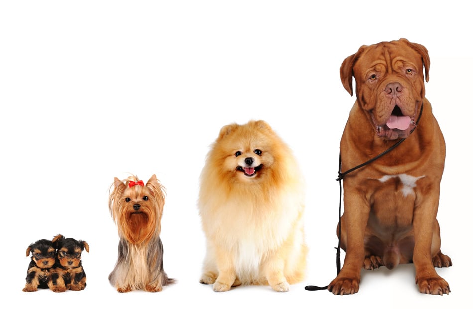 Group Of Dogs - Yorkshire Terrier -Spitz -Bordoss Dog