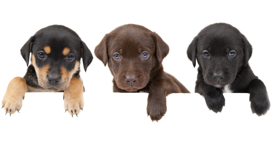3 Puppies Showing Their Paws Above White Banner