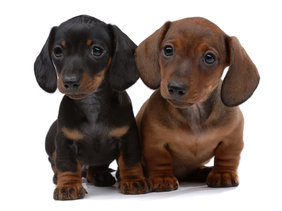 Pair Of Smooth - Haired Dachshunds