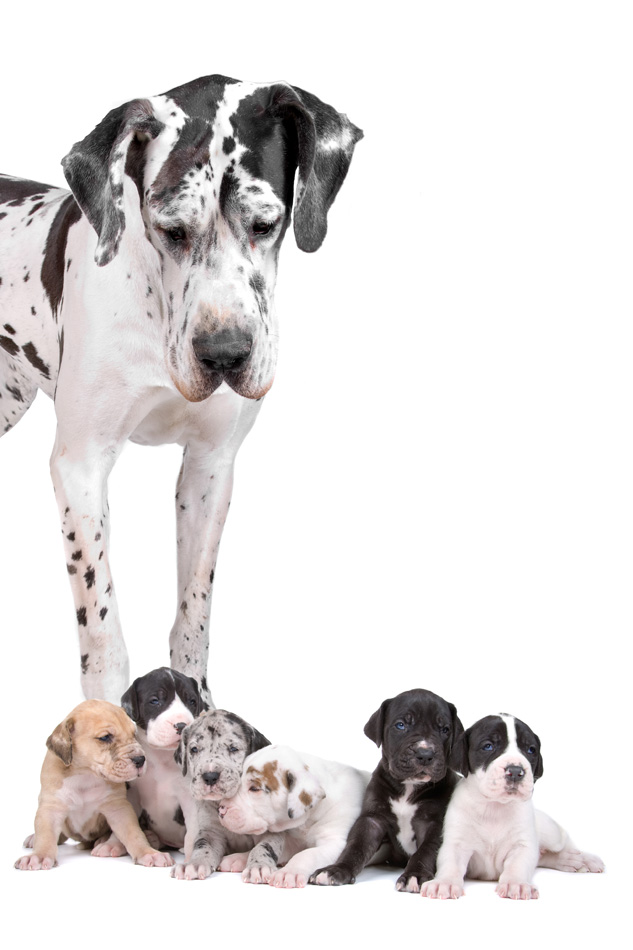 Great Dane Dog Looking At The Cute Puppies