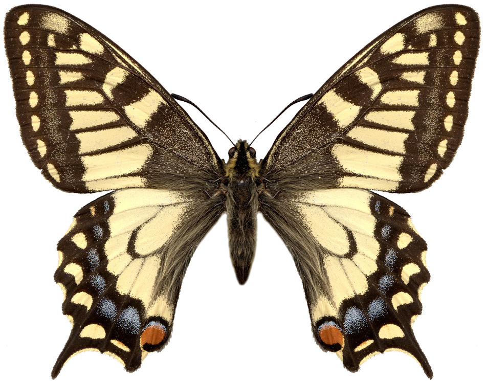 Yellow Butterfly Machaon -