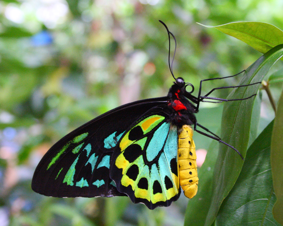 Colourful Buttery - Richmond Birdwing