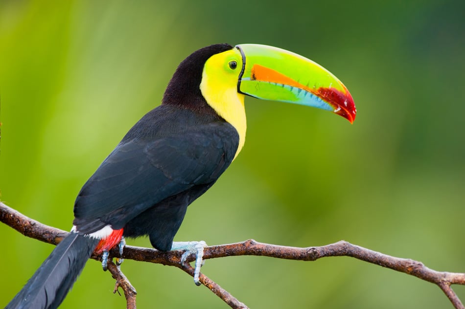 Keel Billed Toucan - From Central America