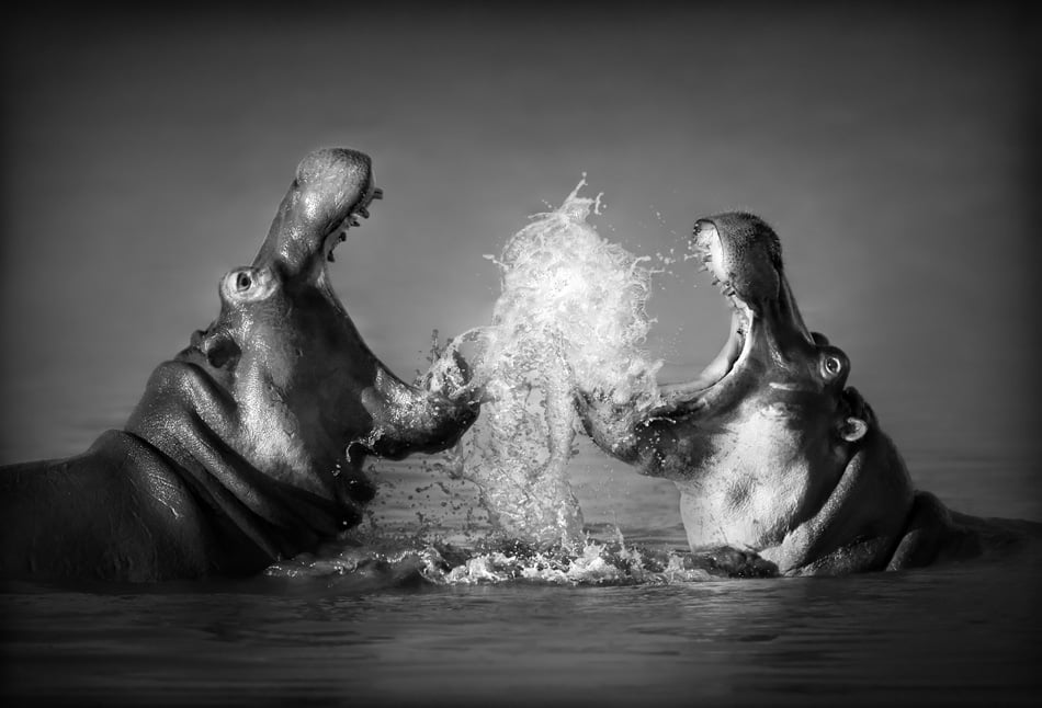 Hippopotamus Amphibius - South Africa