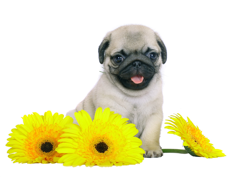 Pug Puppy With Yellow Chrysanthemums