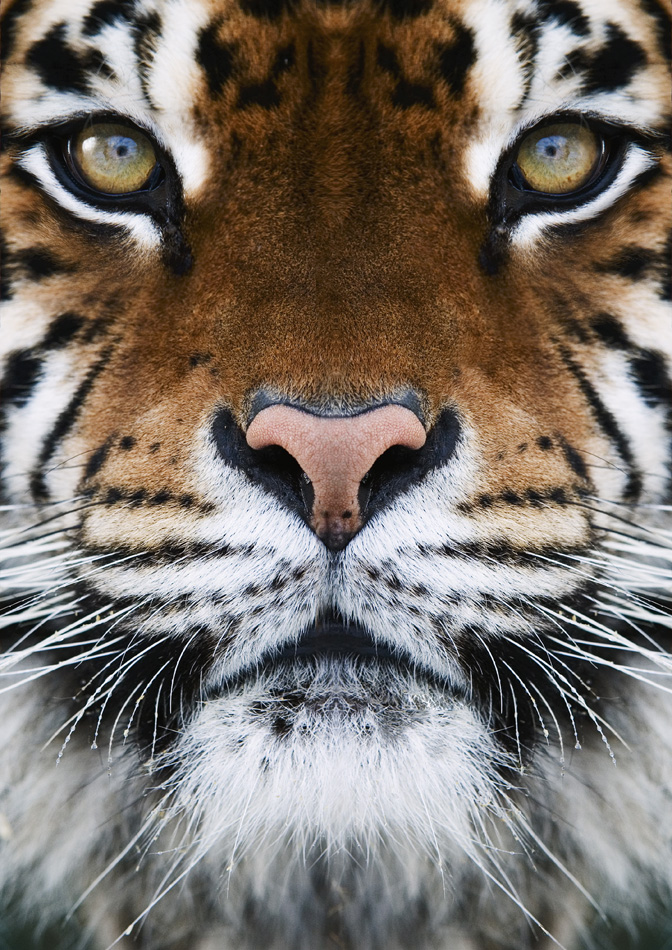 Close Up On A Tigers Face