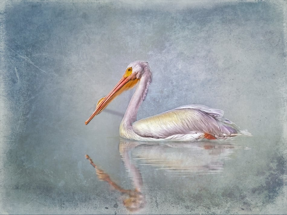White pelican digitally painted against textured background