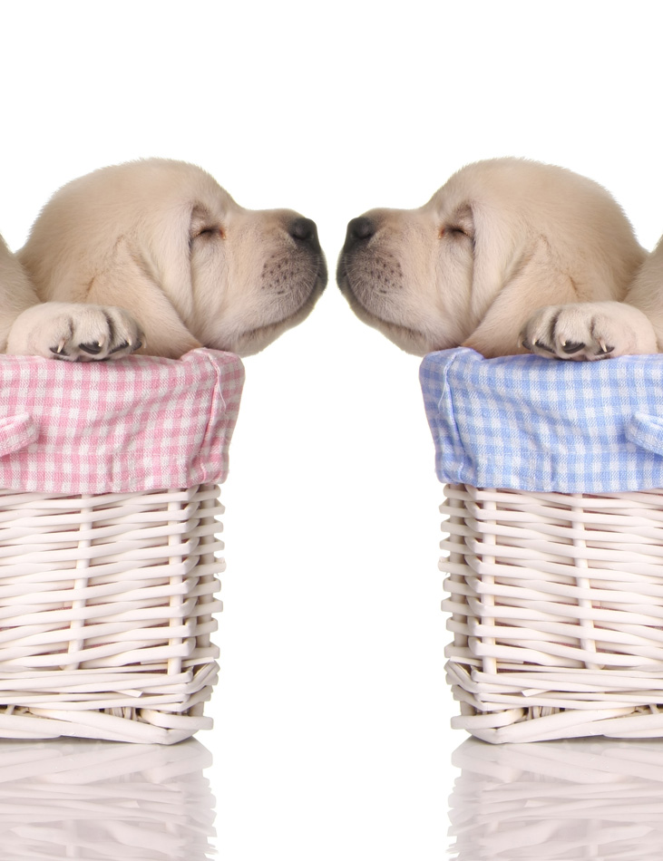 Puppy Love - Sleeping Puppies In Pink Blue Baskets