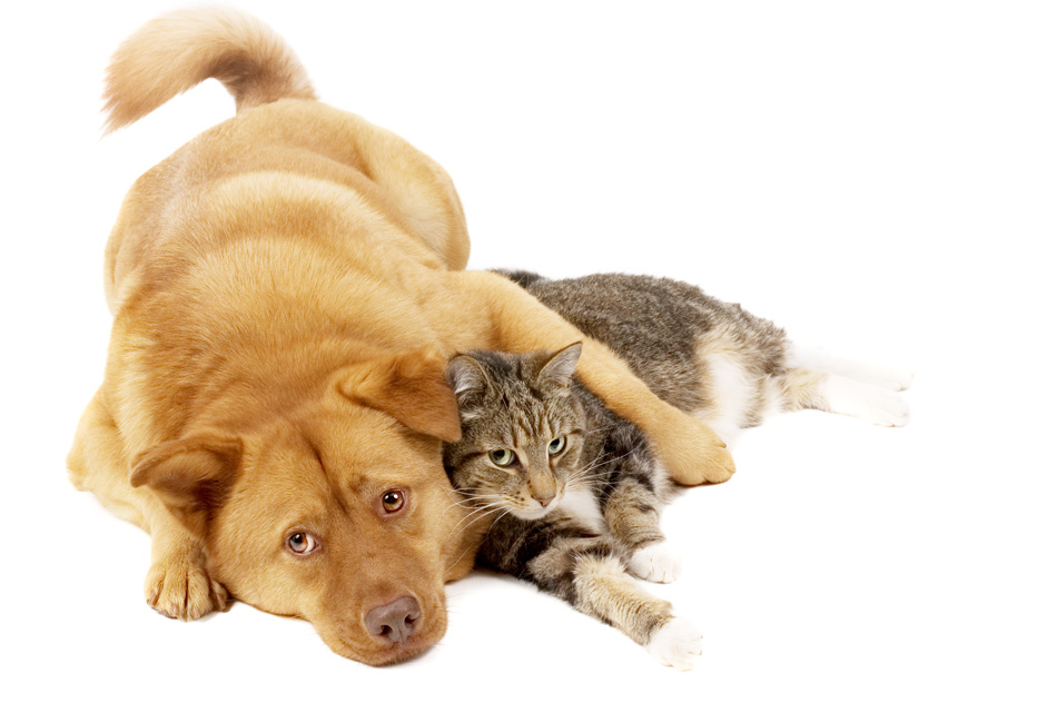 Dog And Cat Relaxing On White Background