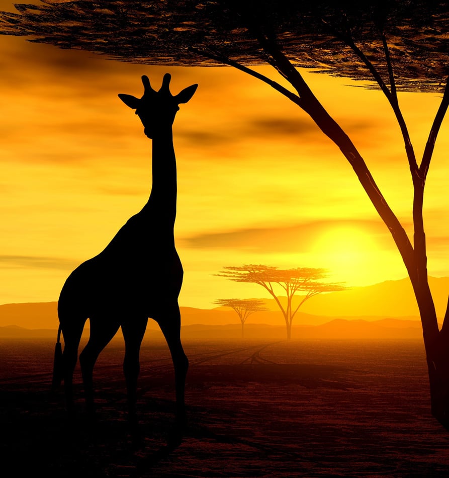 Safari African Spirit - Giraffe