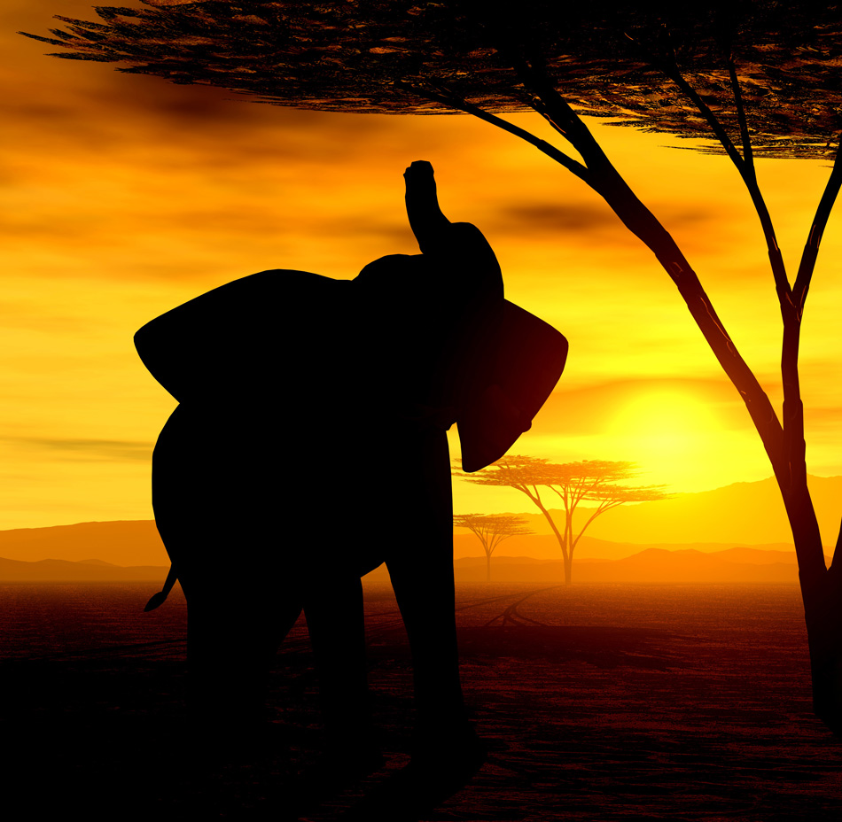 Safari African Spirit - Elephant