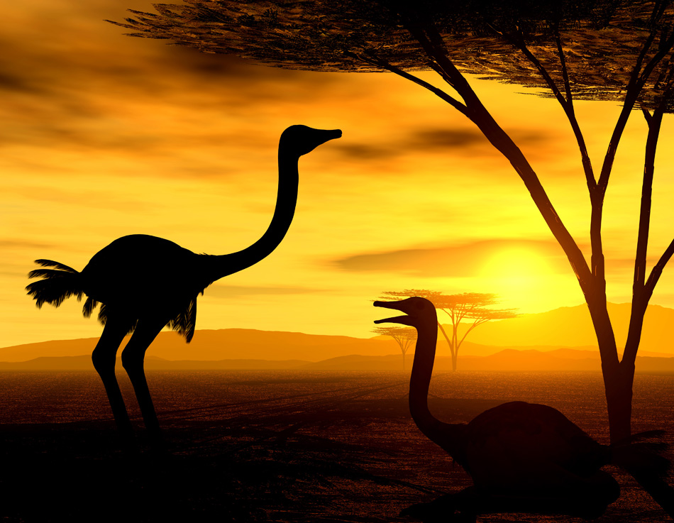 Safari African Spirit - Ostriches
