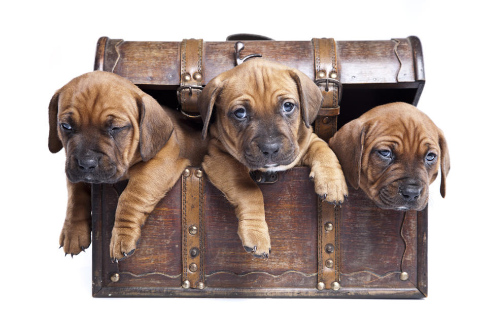 Three Happy Dogs Hiding In Vintage Chest