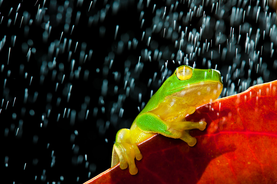 Little Green Tree Frog Sitting On Red Leaf In Rain