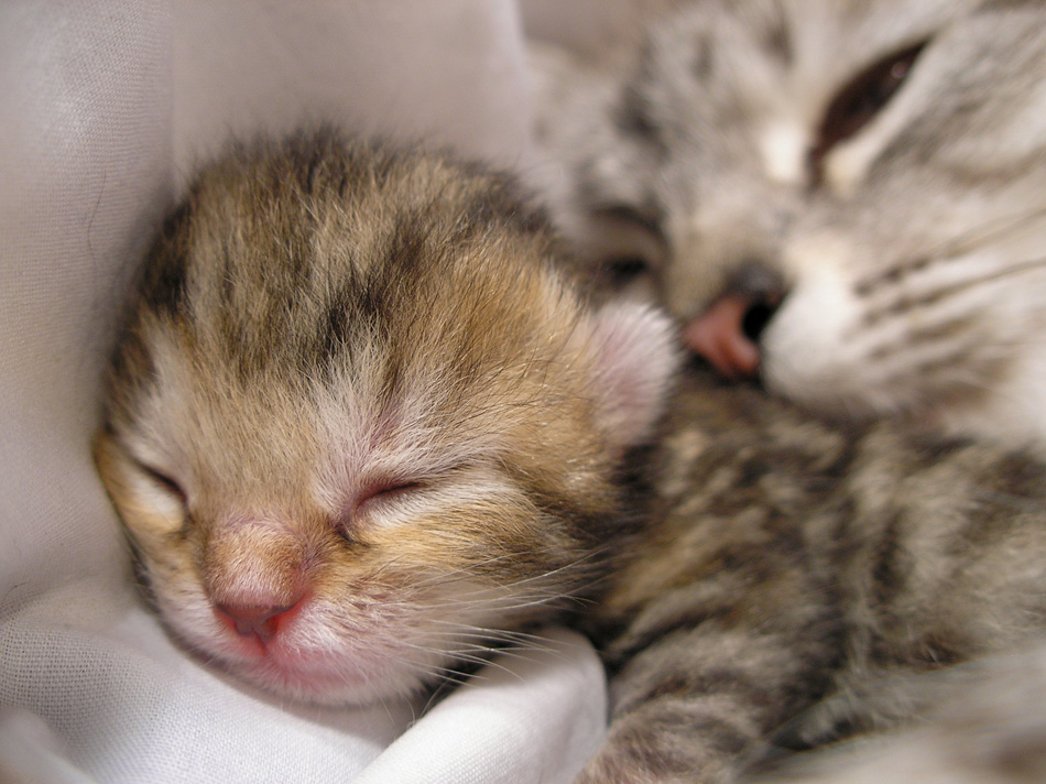 Cat And Her Newborn Kitten