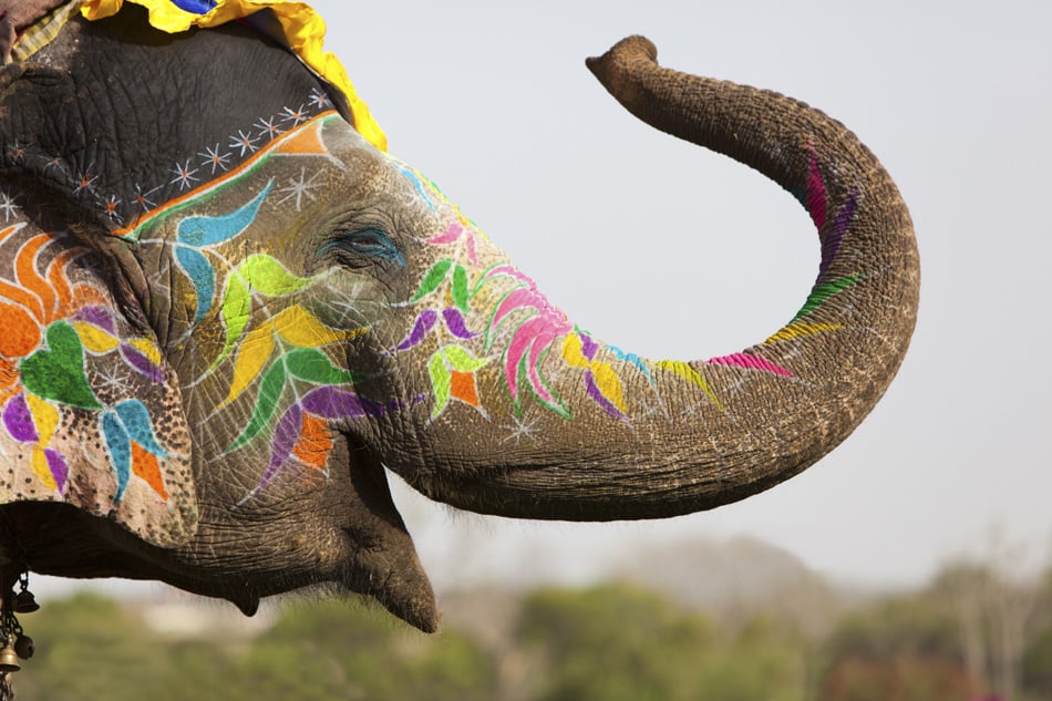 Decorated Elephant At The Elephant Festival