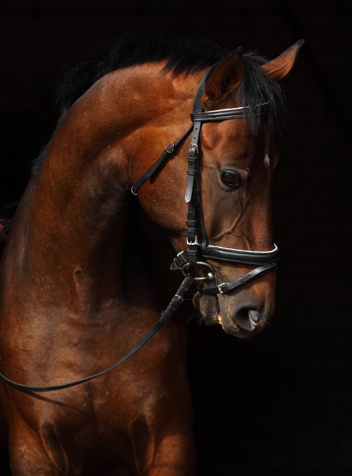 Bay Trakehner Horse With Classic Bridle