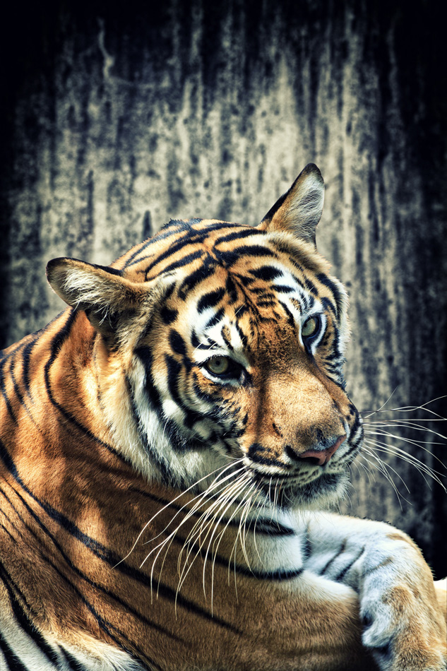 Tiger Against Grunge Concrete Wall