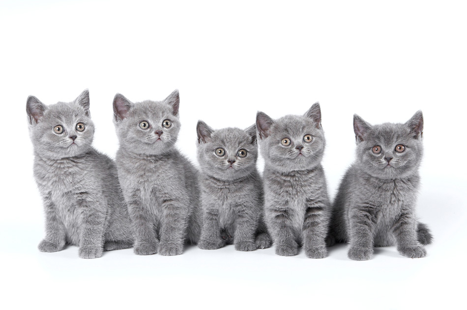 British Shorthair Kittens Sitting
