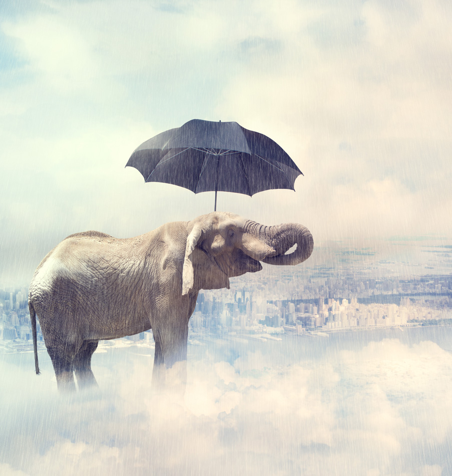 Elephant Enjoying Rain Avobe The City On The Clouds