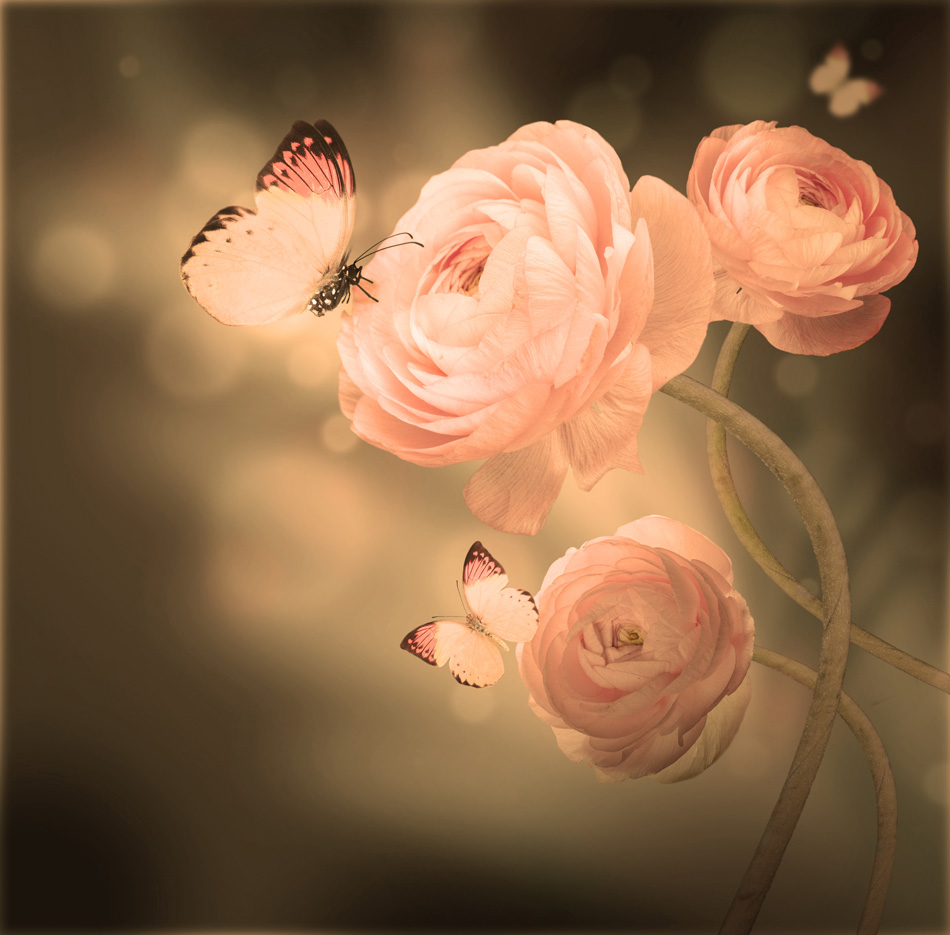 Bouquet Of Pink Roses Against A Dark Butterfly
