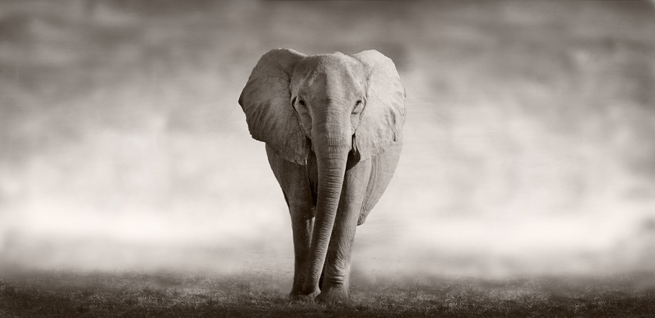 Wild African Elephant Walking Across An African Plain