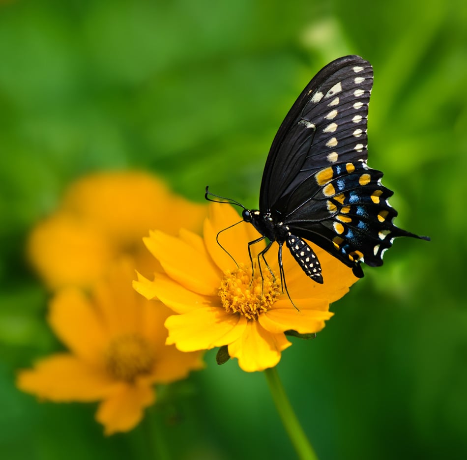 Black Swallowtail Butterfly - Papilio Polyxenes
