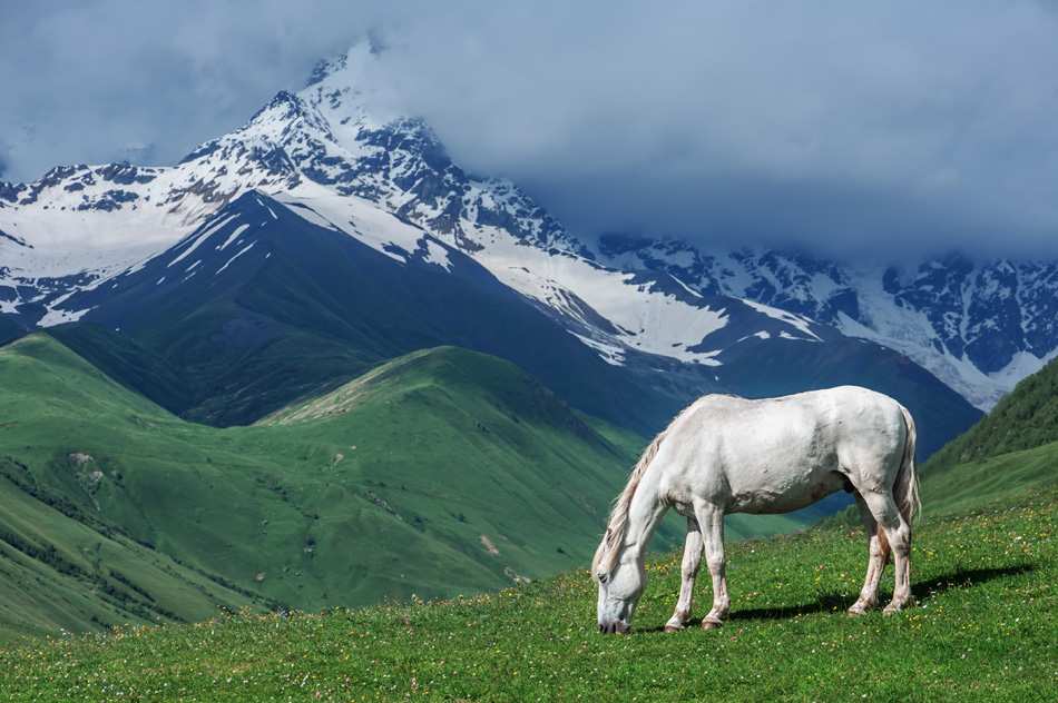 White Horse In High Mountains