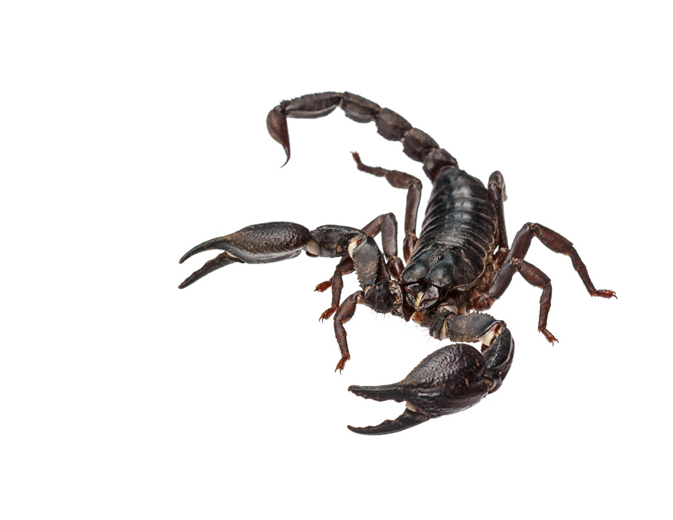Asian Giant Forest Scorpion - Heterometrus Laoticus