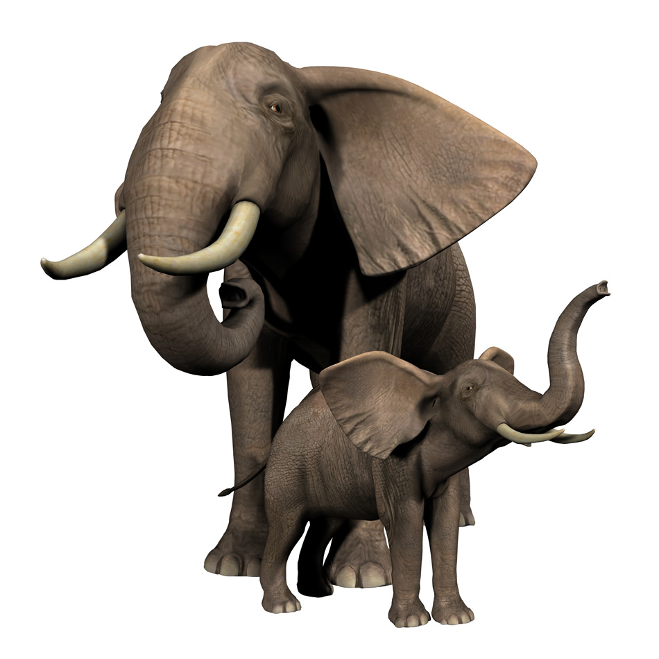 Adult Elephant With Calf