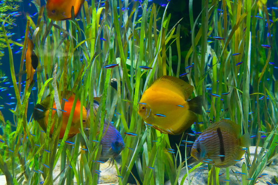 Tropical Aquarium With Fishes And Green Plants