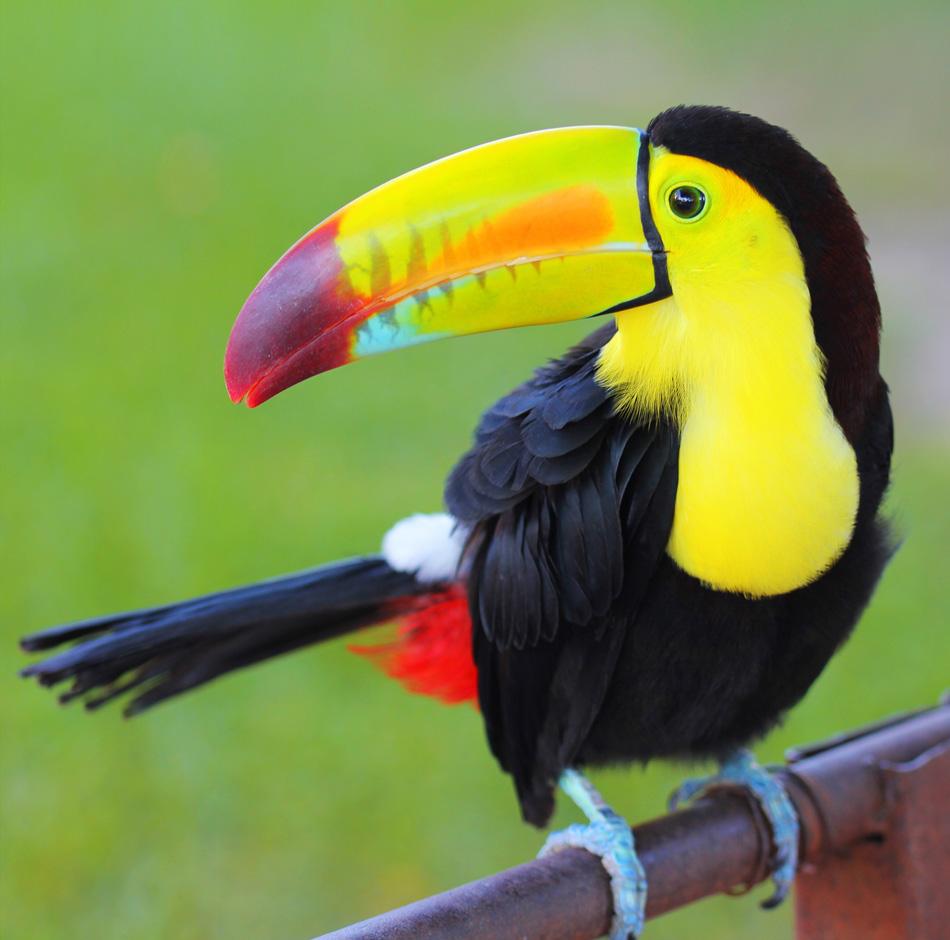 Colored Toucan - Keel Billed Toucan