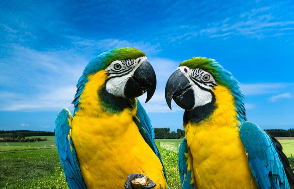 Blue And Yellow Macaws In Love