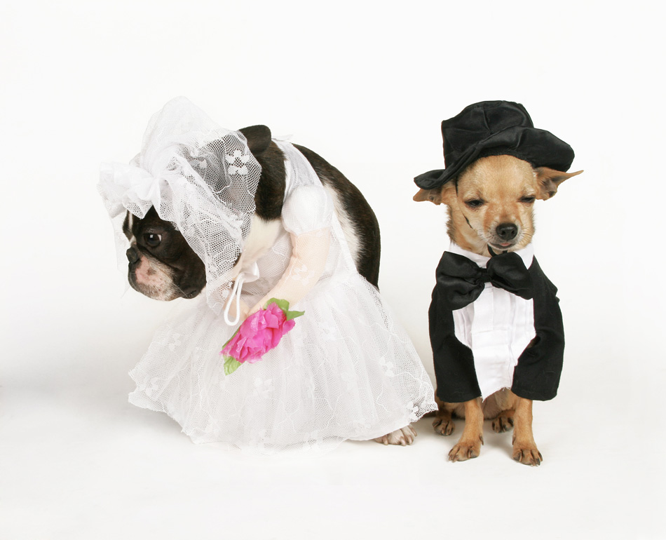 Two Dogs In Wedding Attire Getting Married