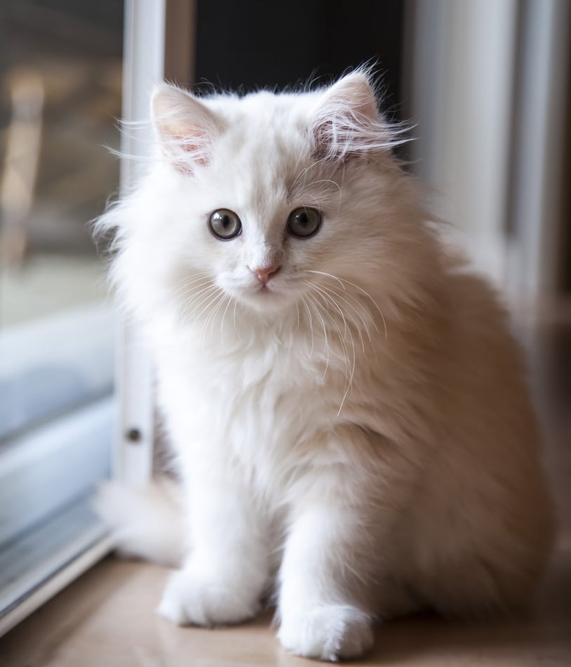 White Long - Haired Pedigree Kitten Inside Waiting