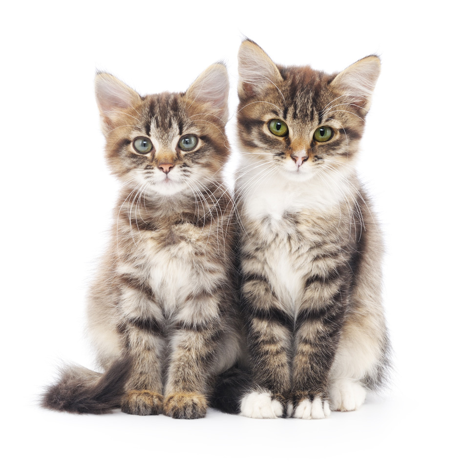 Two Small Siberian Kittens On A White Background -