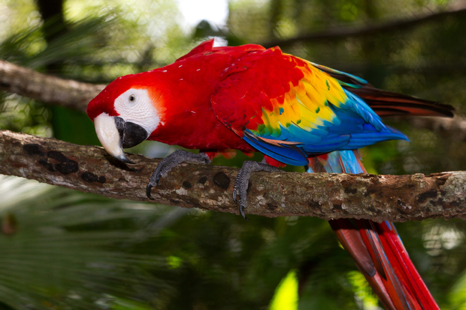 Close Up Of A Scarlet Macaw From Belize